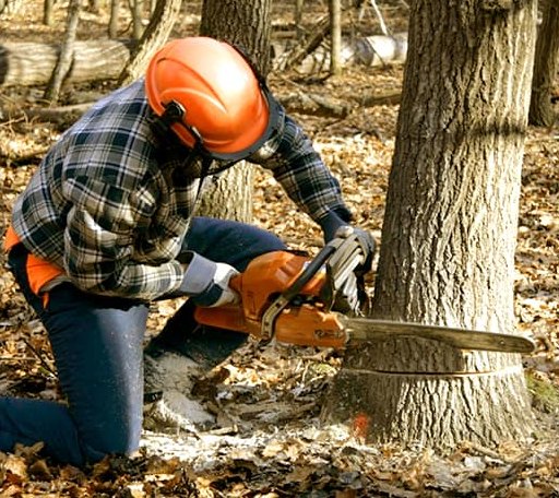 Tree Removal in Evans, GA
